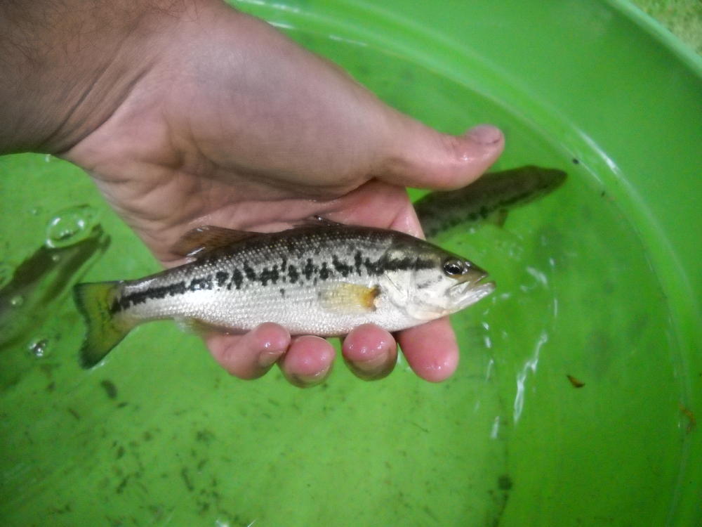 Black Bass Ittica Siciliana