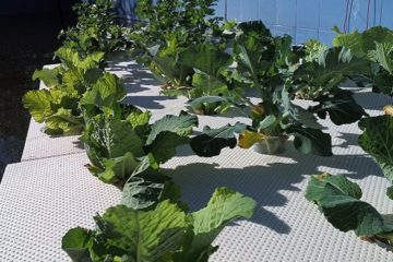 acquaponica a fera bio catania cambio vita expo