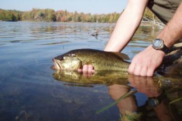 Avannotti persico trota avannotteria black bass acquacoltura allevamento