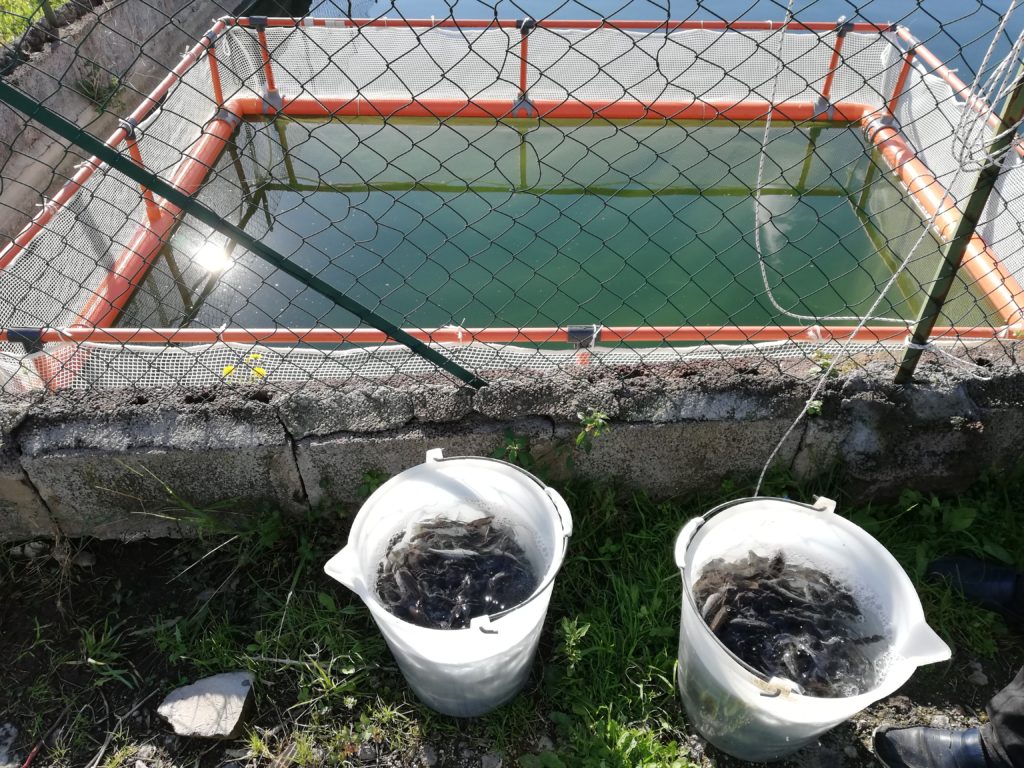 Gabbia allevamento pesce persico trota laghetto lago acquacoltura vendita